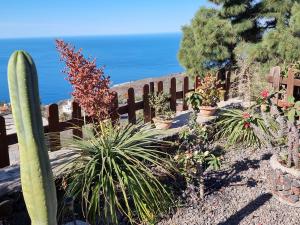 a cactus and plants in front of a fence at Fide in Tijarafe