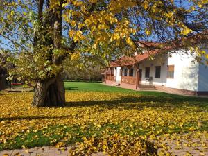 un albero con foglie per terra di fronte a una casa di Gondos Vendégház a Niuved
