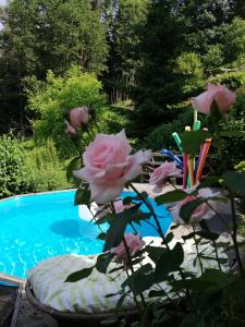 una rosa rosa junto a una piscina en Kogelhuber en Pössnitz