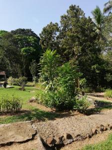 Zahrada ubytování Durian Chalet