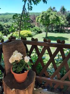 Forrás-hegyi Apartman في Felsőörs: وعاء من الزهور على كرسي خشبي