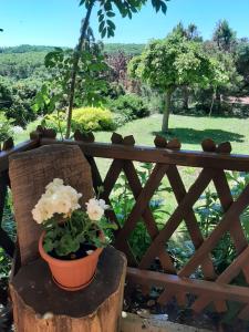 a pot of flowers sitting on a wooden chair at Forrás-hegyi Apartman in Felsőörs