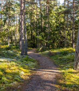 a path in the woods with trees at Cafe Alppila in Iniö