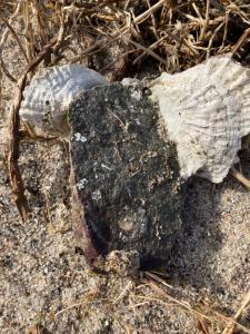 Φωτογραφία από το άλμπουμ του Skibstedborg - naturhytte i Thy σε Sønder Ydby