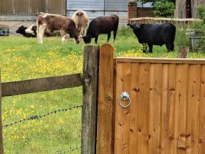 Holiday Home Woodhouse-5 by Interhome في Shermanbury: مجموعة من الأبقار ترعى في حقل خلف سور