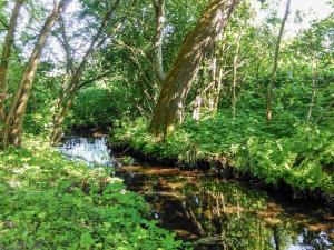 a stream in a forest with trees and plants at Holiday Home Zatylówka by Interhome in Zatyle