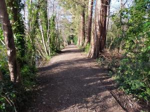 a path in the woods with trees on either side at Riverwood Retreat - Self Contained Lux Apartment, Close to the Celtic Resort in Kemeys Inferior +10 photos