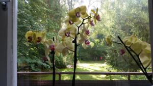 un grupo de orquídeas amarillas sentadas en una ventana en Green Oasis, en Berlín