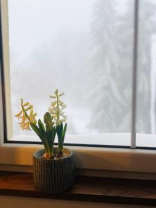 Apartmán U Tří smrků v zimě
