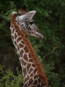 Animales en el tented camp o alrededores