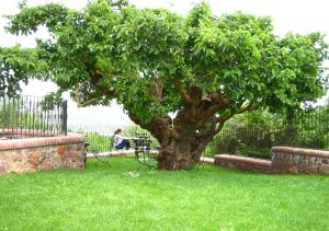 Zahrada ubytování El Patio de la Morera I