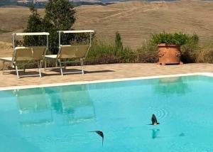 un pinguino in acqua accanto a una piscina di Bio Agriturismo Pratini a Montelopio