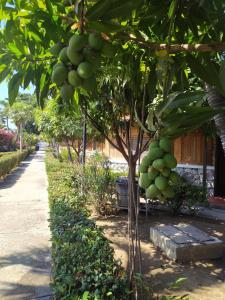 a bunch of green fruit hanging from a tree at Chalet Condominio Campestre Rodadero Santa Marta wifi Piscina Amplia in Santa Marta