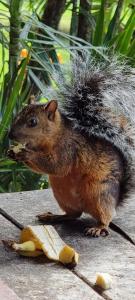 Ein Eichhörnchen mit Haaren auf dem Kopf, das eine Banane isst. in der Unterkunft Hotel La Rana de Arenal in Nuevo Arenal