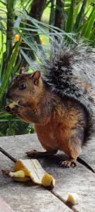 a squirrel with its hair on its head eating a banana at Hotel La Rana de Arenal in Nuevo Arenal