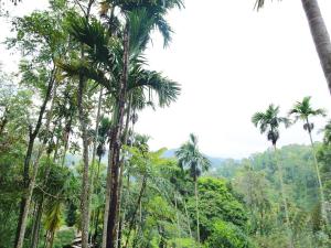 eine Gruppe von Palmen im Dschungel in der Unterkunft The Spice Lodge in Ella