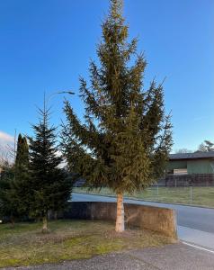 2 arbres dans une cour à côté d'une rue dans l'établissement El's Guesthouse, à Bannwil