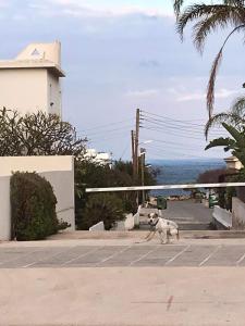 a dog is playing volleyball in a parking lot at Sunny holiday by konnos in Paralimni +9 photos