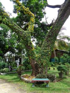 a tree covered in flowers with a bench under it at Saranga Holiday Inn in Wellawaya