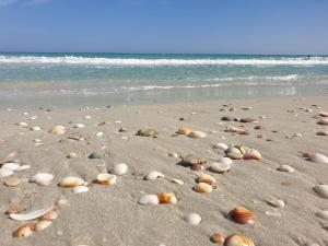 a beach with many shells on the sand at Mahdia - Baghdadi - Laourient Apartments, restaurant, café in Mahdia