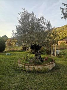 a tree in a flower bed in a yard at Villa Vecchio Ulivo in Sarconi