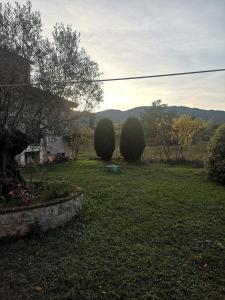 a yard with two trees and a field of grass at Villa Vecchio Ulivo in Sarconi