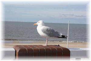 a seagull standing on top of a suitcase on the beach at Haus Wattenblick EG in Morsum