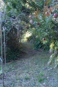 a garden with trees and a dirt path at Dowling Cottage - tranquil haven in Blackheath in Blackheath