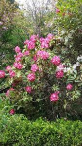 a bush of pink flowers in a garden at Dowling Cottage - tranquil haven in Blackheath in Blackheath