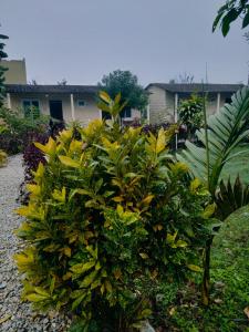 Aed väljaspool majutusasutust Hotel Tiger Tops Sauraha