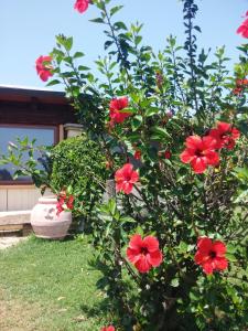 un arbusto con flores rojas delante de una casa en Il Falconiere, en Muravera