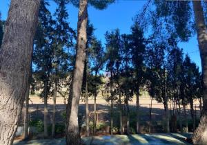 a group of trees standing next to each other at Habitacion en casa rural particular el Palomar in Villena