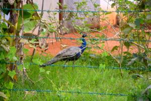 Altri animali domestici presso l'affittacamere o nei dintorni