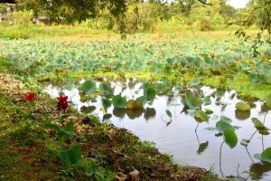 Paesaggio naturale nelle vicinanze dell'affittacamere