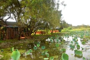 un laghetto pieno di imbottiture di gigli verdi di Meegahapokuna Resort a Anuradhapura