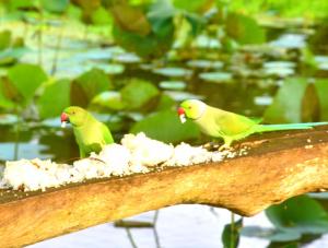 Altri animali domestici presso l'affittacamere o nei dintorni