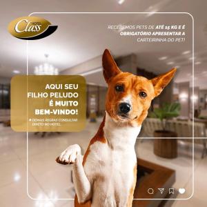 a dog sitting on a table with its paw up at Class Hotel Guaxupé in Guaxupé