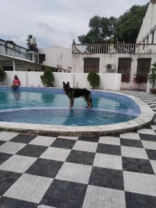 Samriddhi Banquet Garden & Resorts في Baharampur: كلب يقف في تجمع للمياه