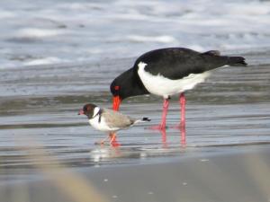 a bird and a small bird standing on the beach at Bruny Island Holiday Park in Adventure Bay +13 photos