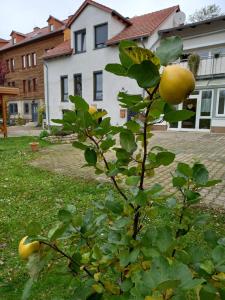 un árbol con fruta en un patio en Ferienwohnung Antik en Gotha