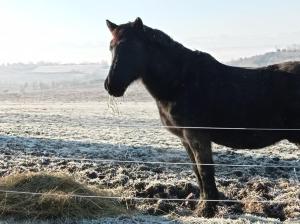 Zvířata v penzionu nebo okolí