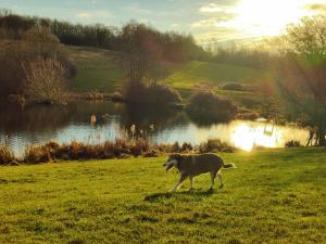 ein Hund, der auf einem Feld neben einem See läuft in der Unterkunft Cheerful house, private room and private shower/ toilet. comfortable king size mattress in Colchester