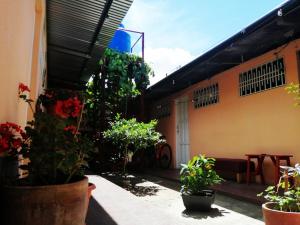 a courtyard of a house with potted plants at Hostal Mariella in Estelí