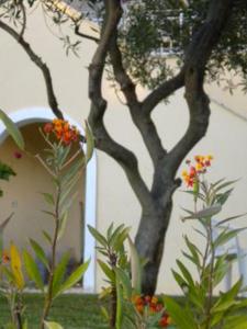 A garden outside Natalia Apartment B with panoramic sea views of Agios Gordios bay