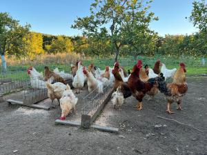 a group of chickens standing around in a pen at Aktaion Resort in Gythio