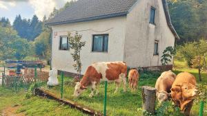 a group of cows grazing in the grass in front of a house at Grajska kmetija in Kočevje