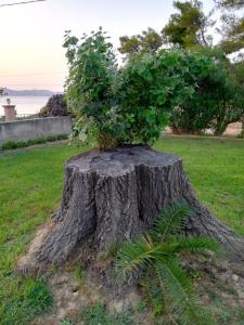 a tree stump with a bush growing out of it at Aloni Studios and Apartments in Lassi