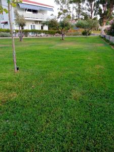 a field of green grass with a tree in it at Aloni Studios and Apartments in Lassi