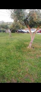 two trees in a field of green grass at Aloni Studios and Apartments in Lassi