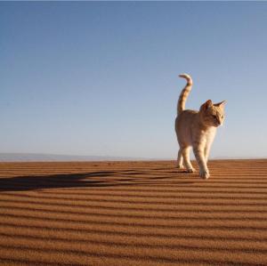 Fotografie z fotogalerie ubytování Chegaga desert Trips camp v destinaci Mhamid